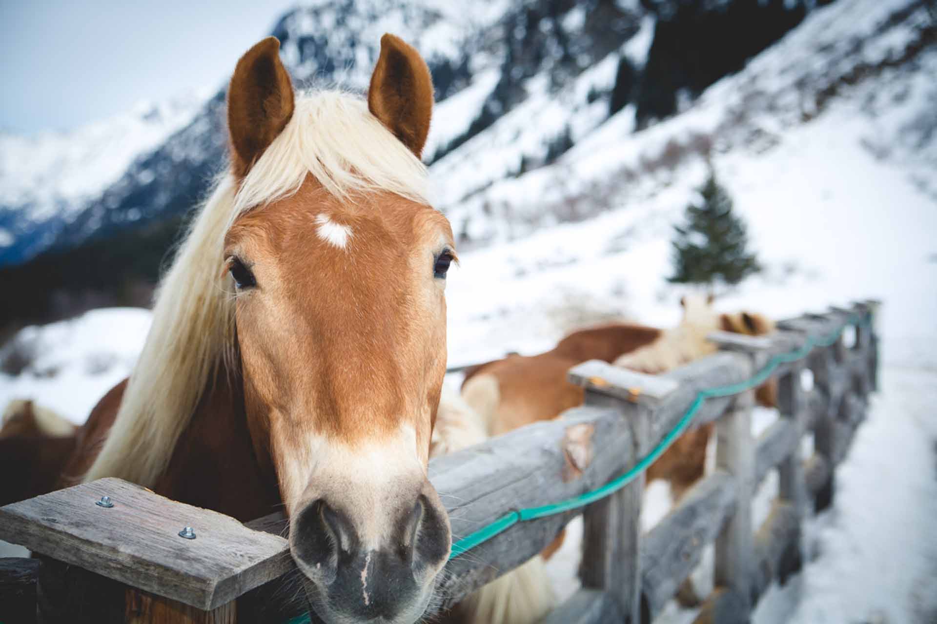 Ferien Bauernhof: Hubi unser Walach - Apartpension Almhof - Reithof Pitztal