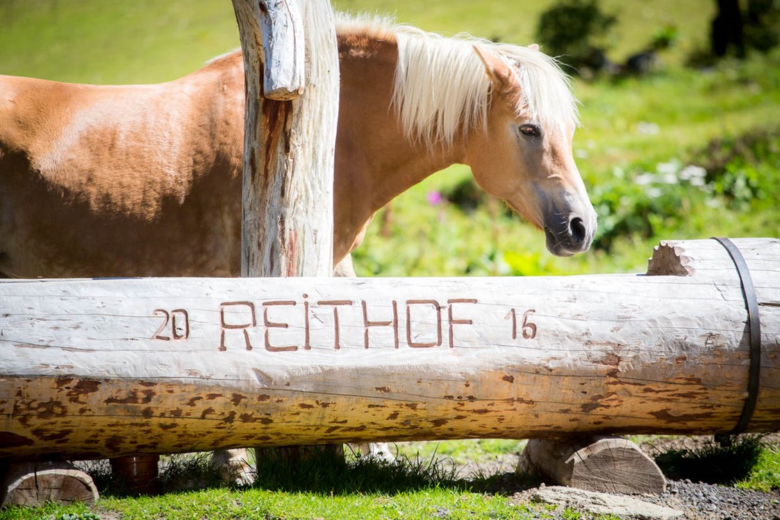 Ferien Bauernhof: Pferde - Apartpension Almhof - Reithof Pitztal