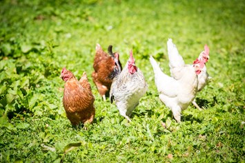 Ferien Bauernhof: Unsere Hühner - Apartpension Almhof - Reithof Pitztal