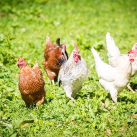 Ferien Bauernhof: Unsere Hühner - Apartpension Almhof - Reithof Pitztal