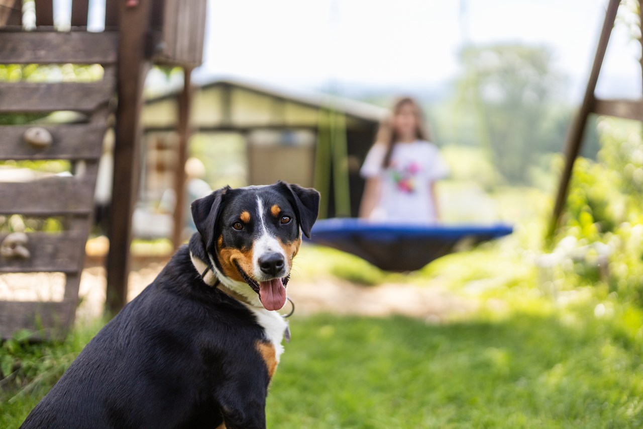 Hof Keppel, der stromlose Urlaub Naše životinje 
