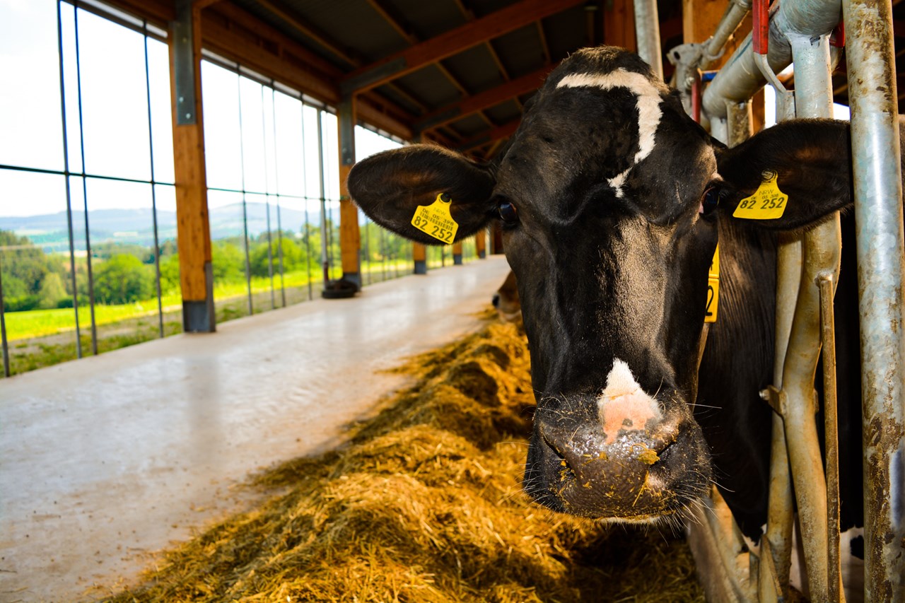 Hof Keppel Naše živali 