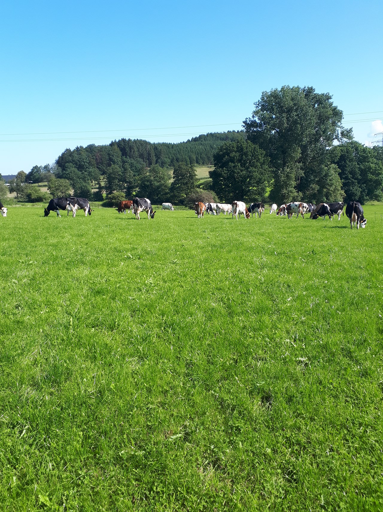 Hof Keppel Naše živali 