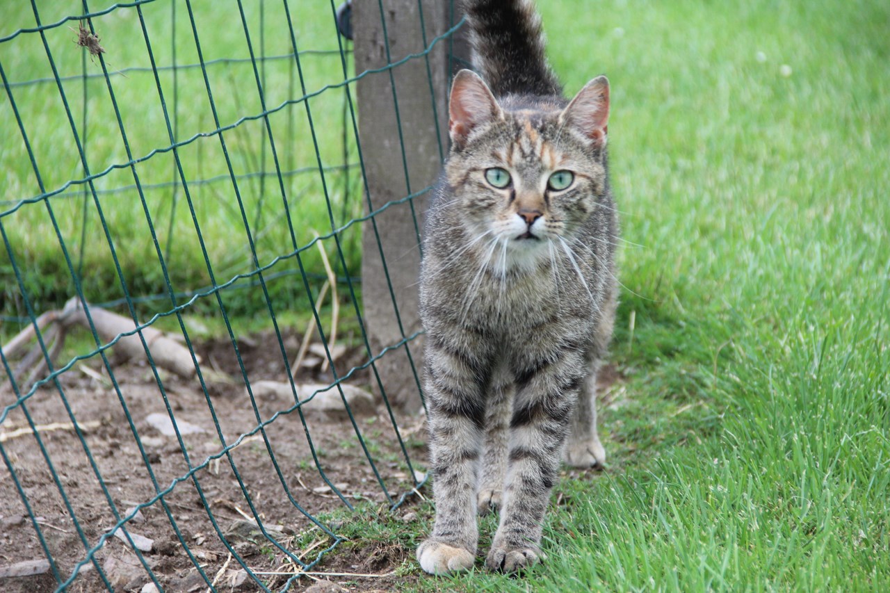 Hof Keppel Naše živali 