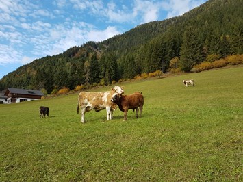 Ferienhof Obergasser & Pension Bergblick unsere Tiere Kühe