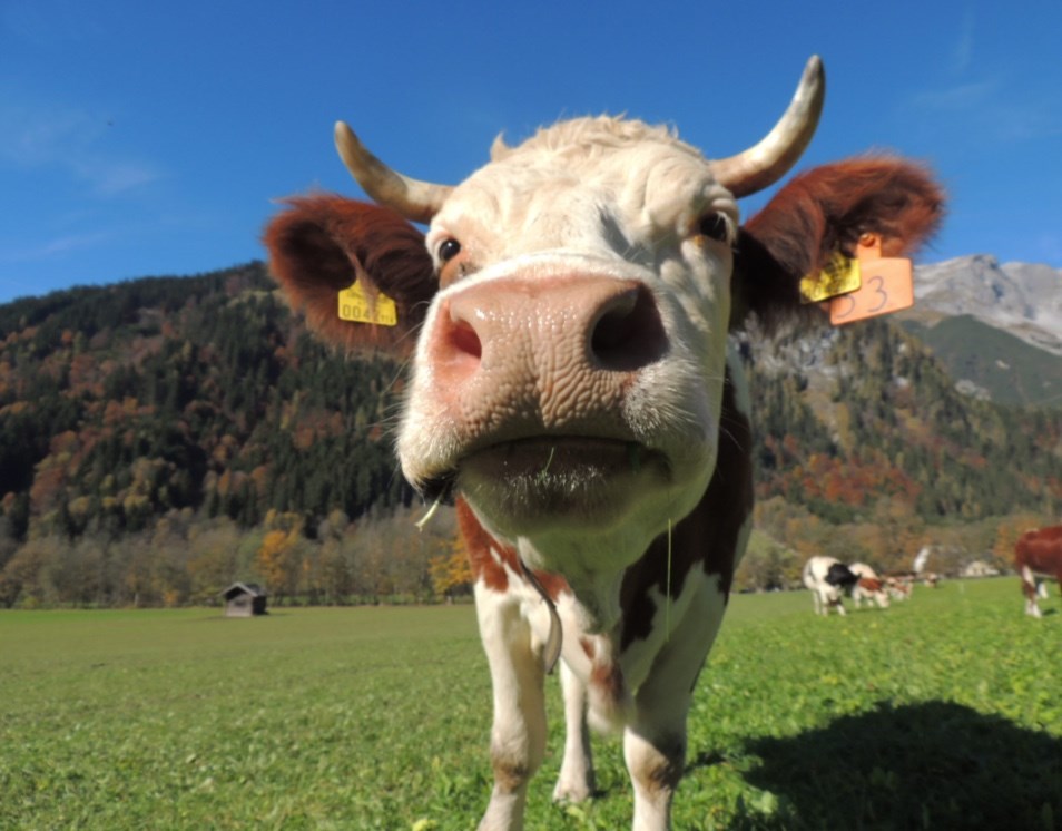 Alpen Appartements Oberlehengut HIDEAWAY unsere Tiere Kühe auf der Alm