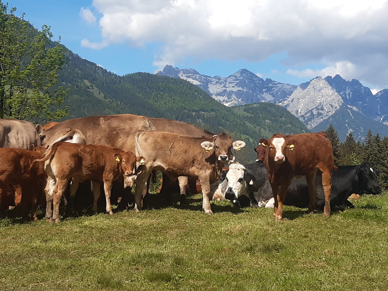 Biobauernhof Mittermoos Naše živali Goveje