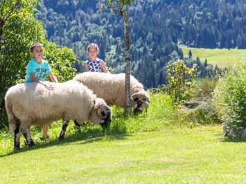 Biobauernhof Mittermoos unsere Tiere Schafe