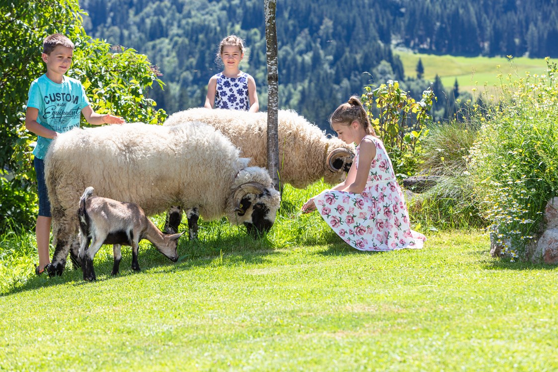 Ferien Bauernhof: Unsere Schwarznasenschafe Wasti und Heidi mit Zwergziege Rose - Biobauernhof Mittermoos