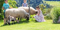 Urlaub auf dem Bauernhof - Unsere Schwarznasenschafe Wasti und Heidi mit Zwergziege Rose - Biobauernhof Mittermoos