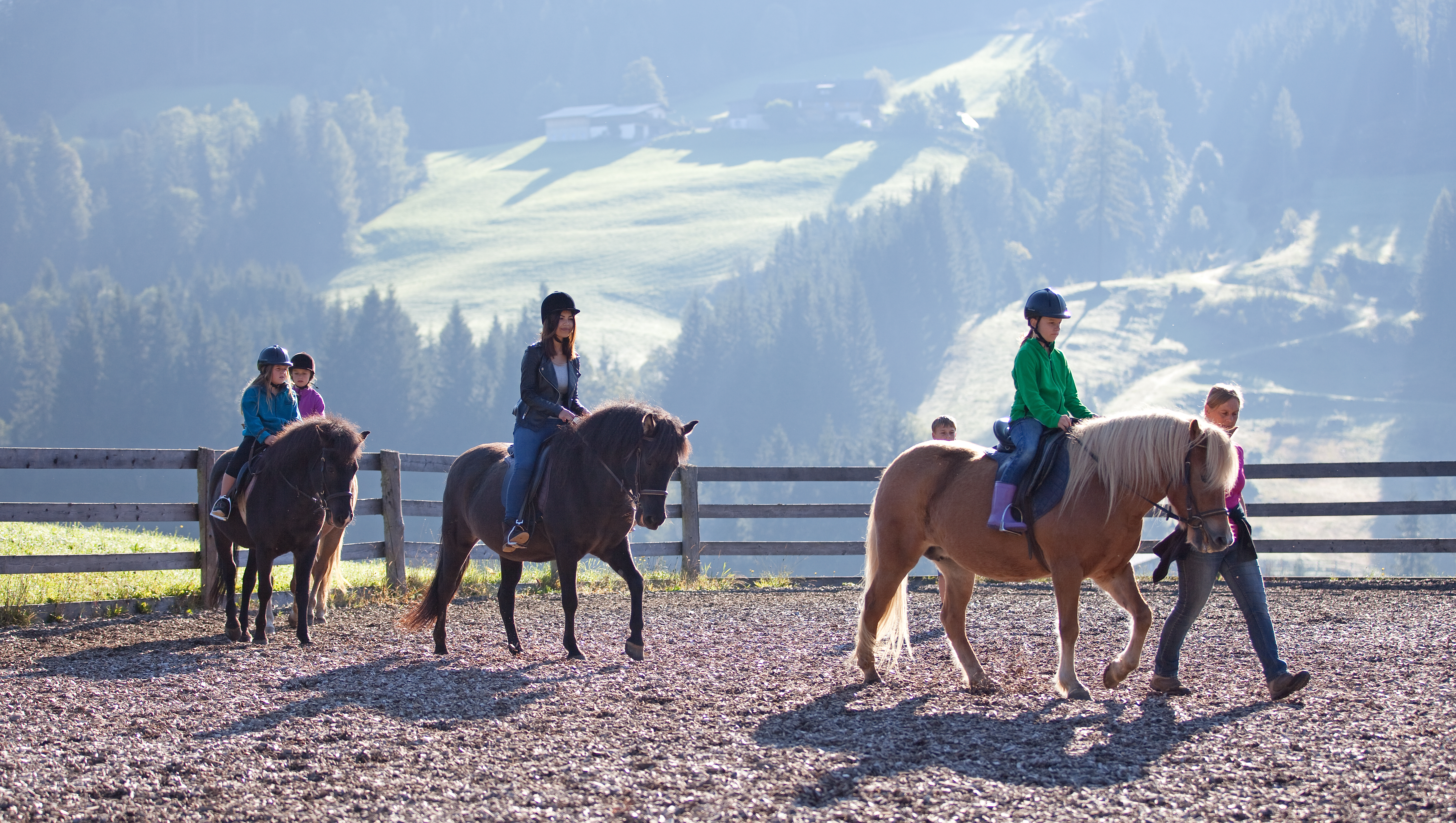 Mittersteghof Our animals Horses