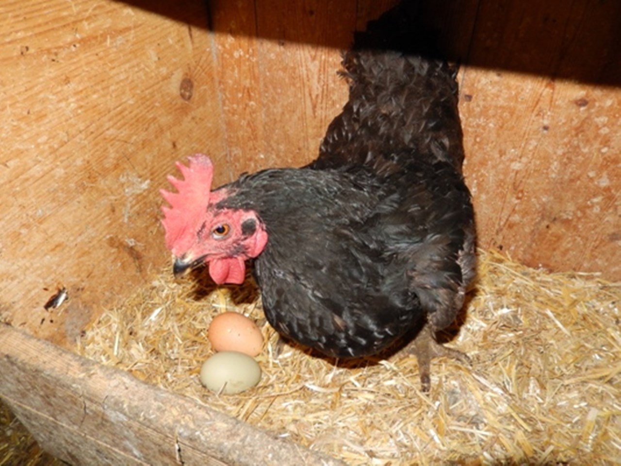 Mittersteghof Our animals Chicken