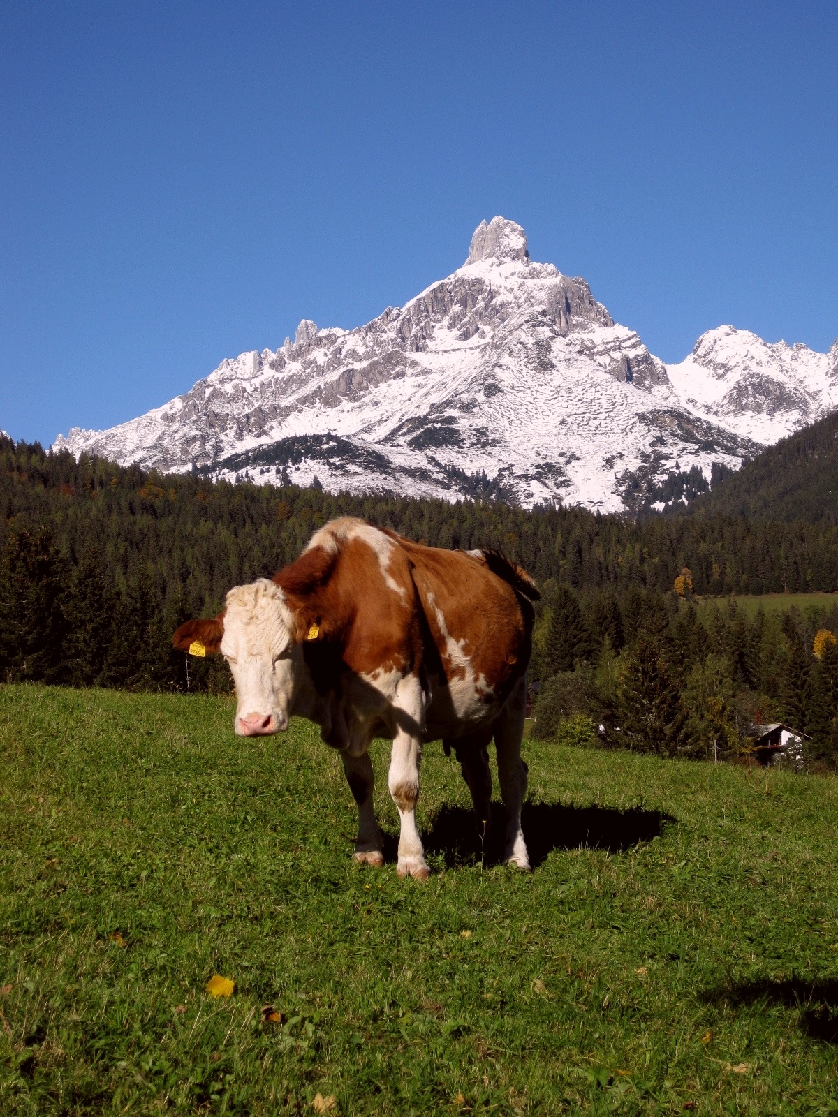 Mittersteghof Our animals Cows