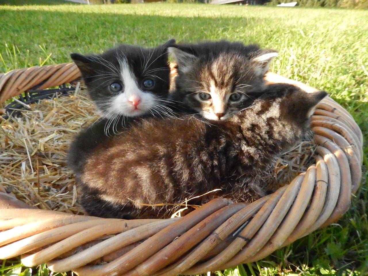Mittersteghof Our animals Cats
