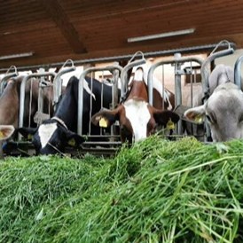 Ferien Bauernhof: Wir sind ein stolzer Heumilchbetrieb mit Braunvieh, Red Hollstein und Hollstein Bestand mit Nachzucht. - Nahturhof