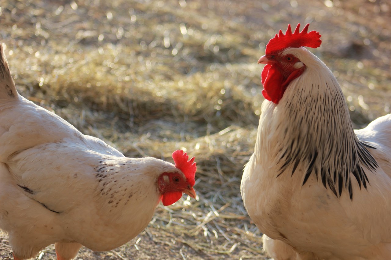 Nahturhof unsere Tiere Hühner