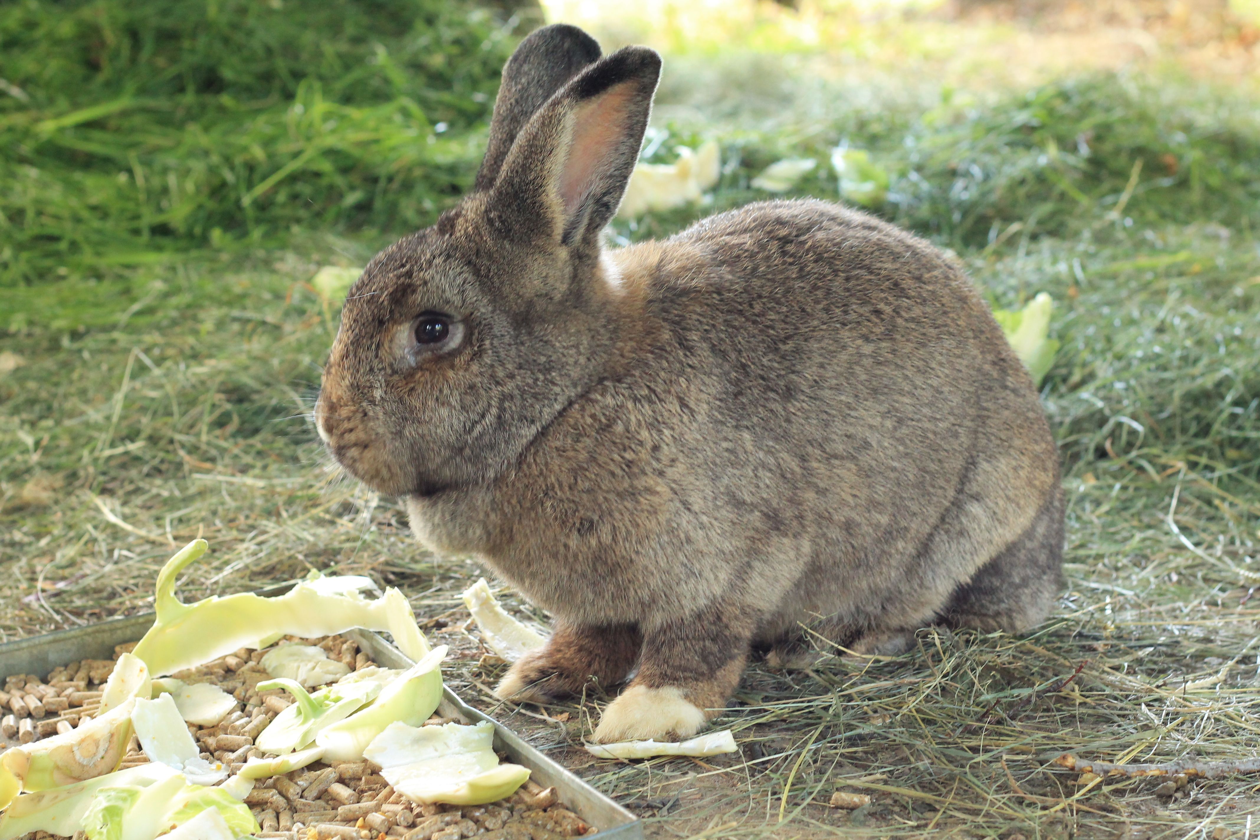 Bauernhof Hönigshof - Familie Kerschenbauer I nostri animali Conigli
