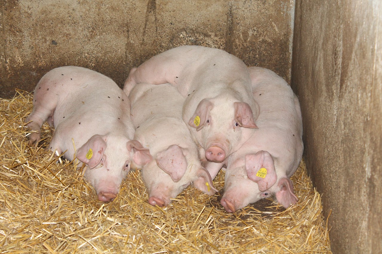 Bauernhof Hönigshof - Familie Kerschenbauer Our animals Pigs