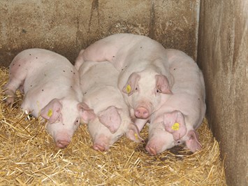 Bauernhof Hönigshof - Familie Kerschenbauer unsere Tiere Schweine