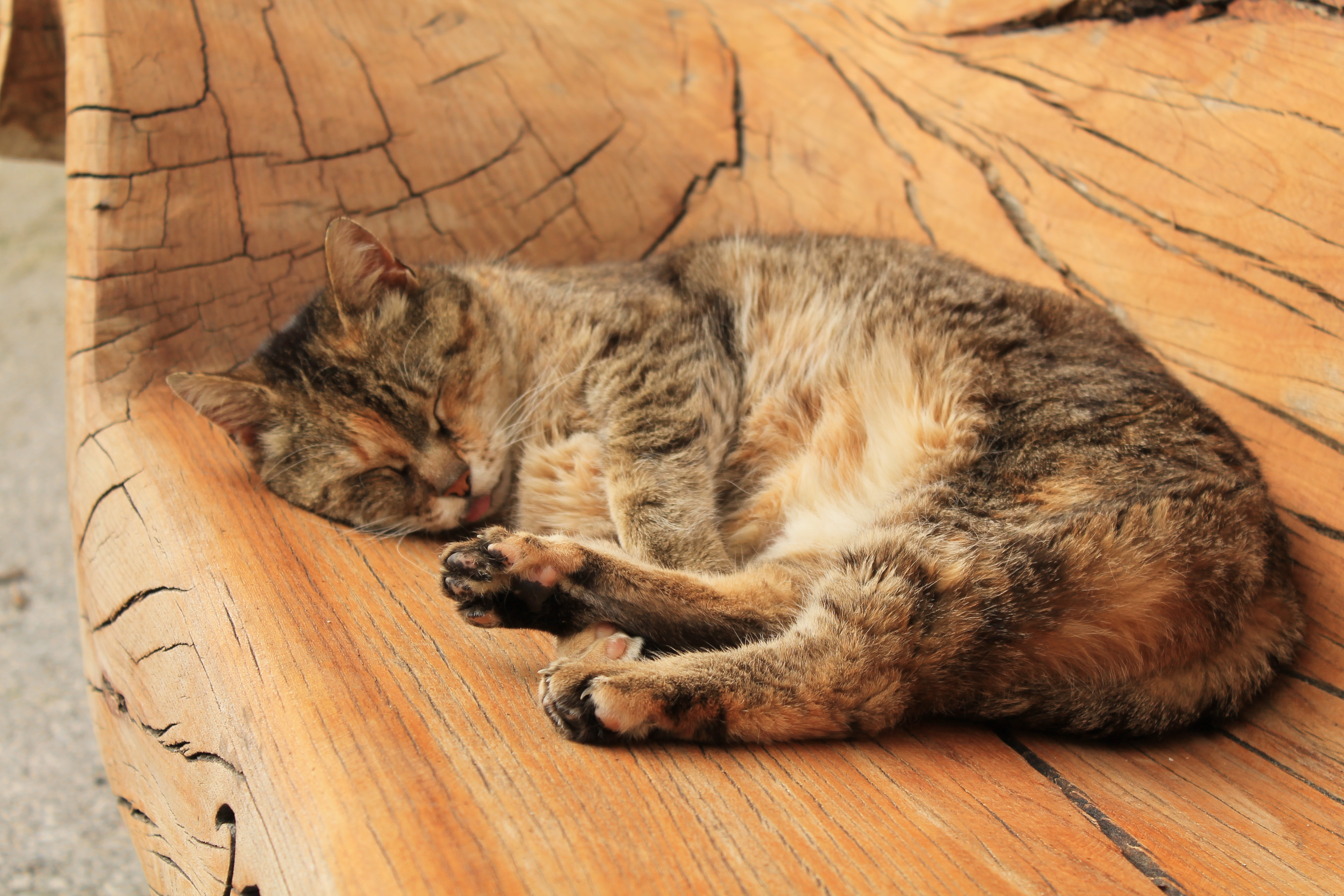 Bauernhof Hönigshof - Familie Kerschenbauer I nostri animali Gatti