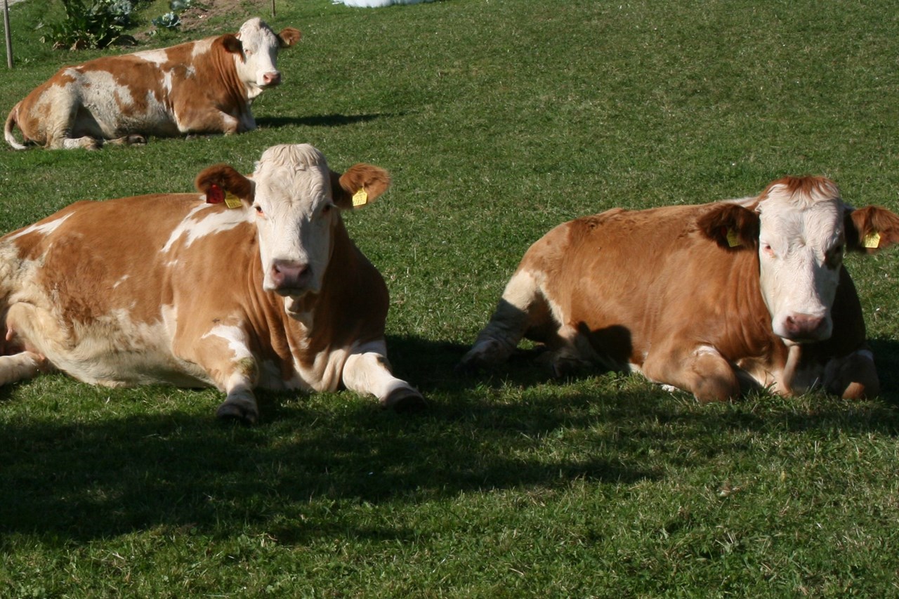 Bauernhof Hönigshof - Familie Kerschenbauer Onze dieren Koeien