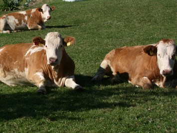 Bauernhof Hönigshof - Familie Kerschenbauer unsere Tiere Kühe