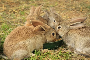 Ferien Bauernhof: Hasen - Bauernhof Hönigshof - Familie Kerschenbauer