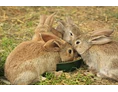 Ferien Bauernhof: Hasen - Bauernhof Hönigshof - Familie Kerschenbauer