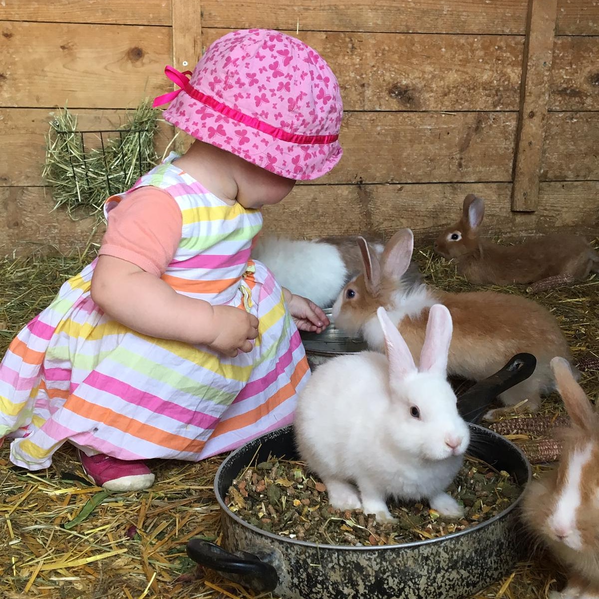 Ferien Bauernhof: ERLEBNISBAUERNHOF Steinerhof in Kärnten