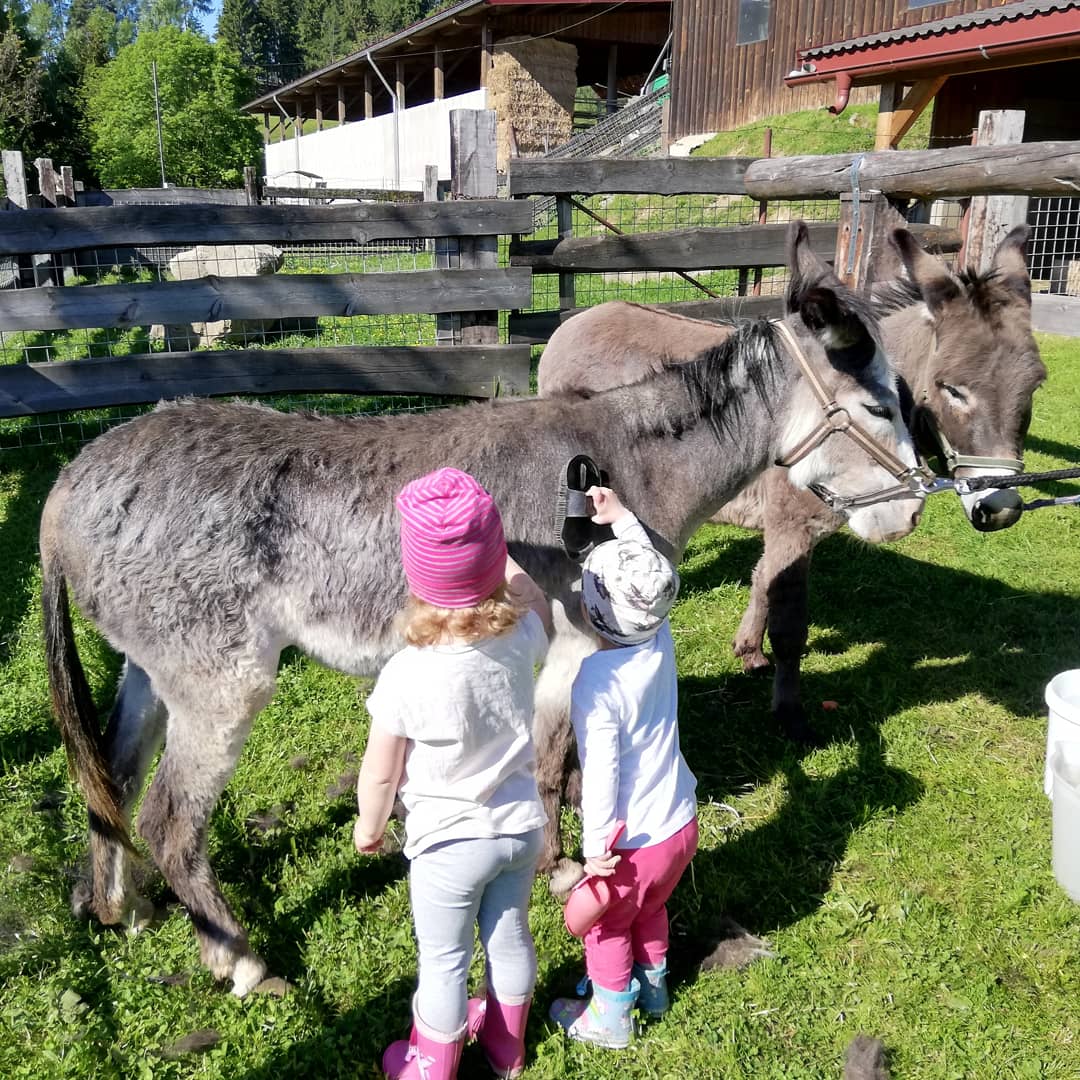 Ferien Bauernhof: ERLEBNISBAUERNHOF Steinerhof in Kärnten