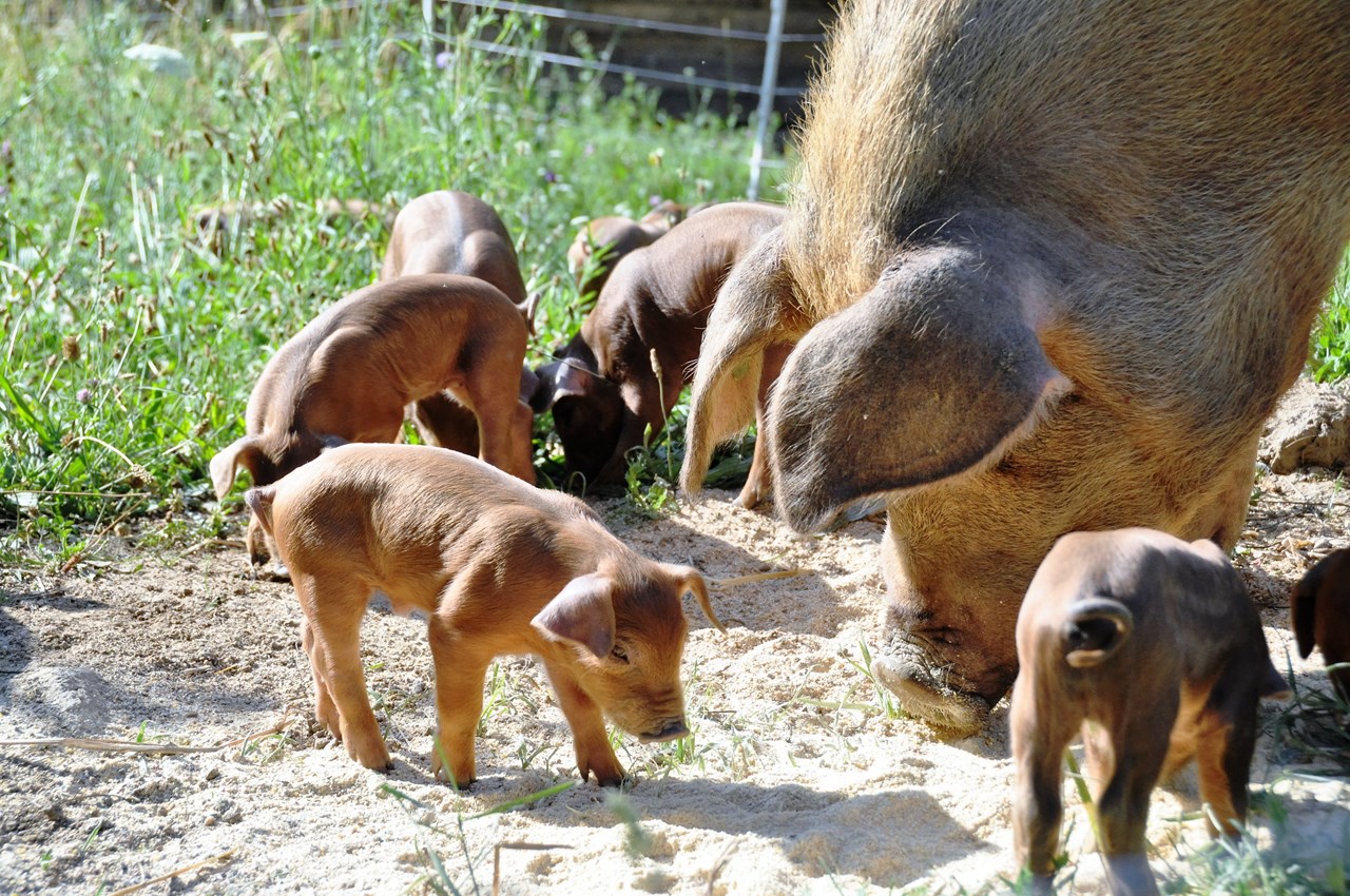 Biohofgut Laschalt Our animals Organic Duroc pigs