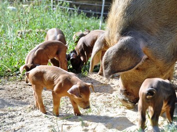 Biohofgut Laschalt unsere Tiere Bio Duroc Schweine
