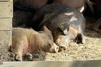 Ferien Bauernhof: Duroc Schweine - Biohofgut Laschalt