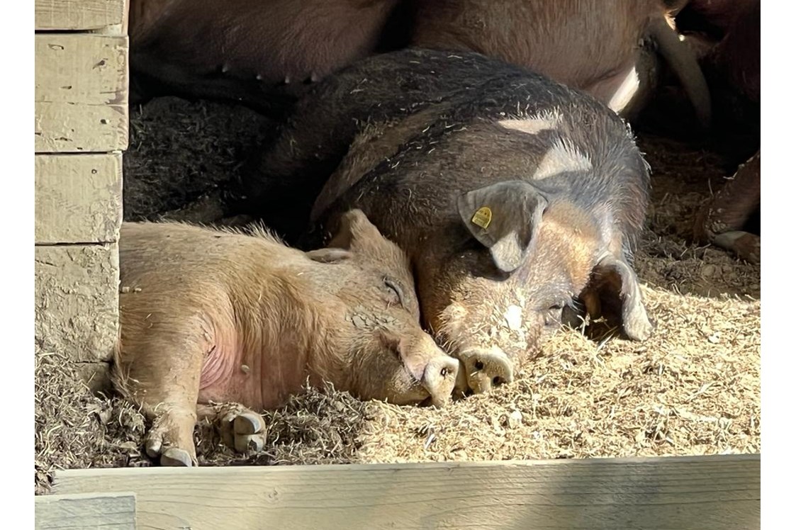 Ferien Bauernhof: Duroc Schweine - Biohofgut Laschalt