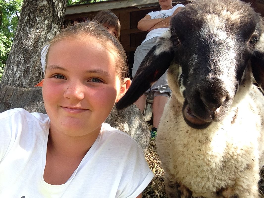 Ferien Bauernhof: im Sommer sind zwischen 6 und 50 Schafe am Hof, je nach Monat verschieden weil sie da teils auch auf der Alm sind - Bergbauernhof Irxner - Urlaub am Bauernhof mit Hund