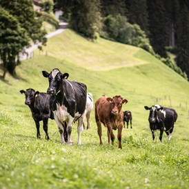 Ferien Bauernhof: Kühe Bioland zertifiziertes Biobeef - Untermairhof
