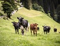 Ferien Bauernhof: Kühe Bioland zertifiziertes Biobeef - Untermairhof