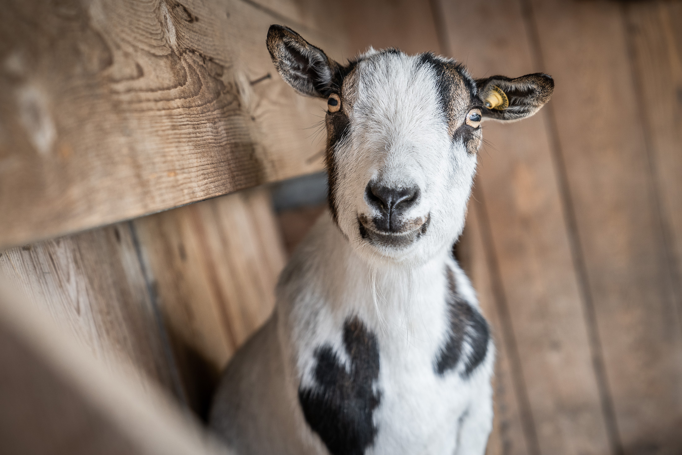 Untermairhof Onze dieren Onze dieren