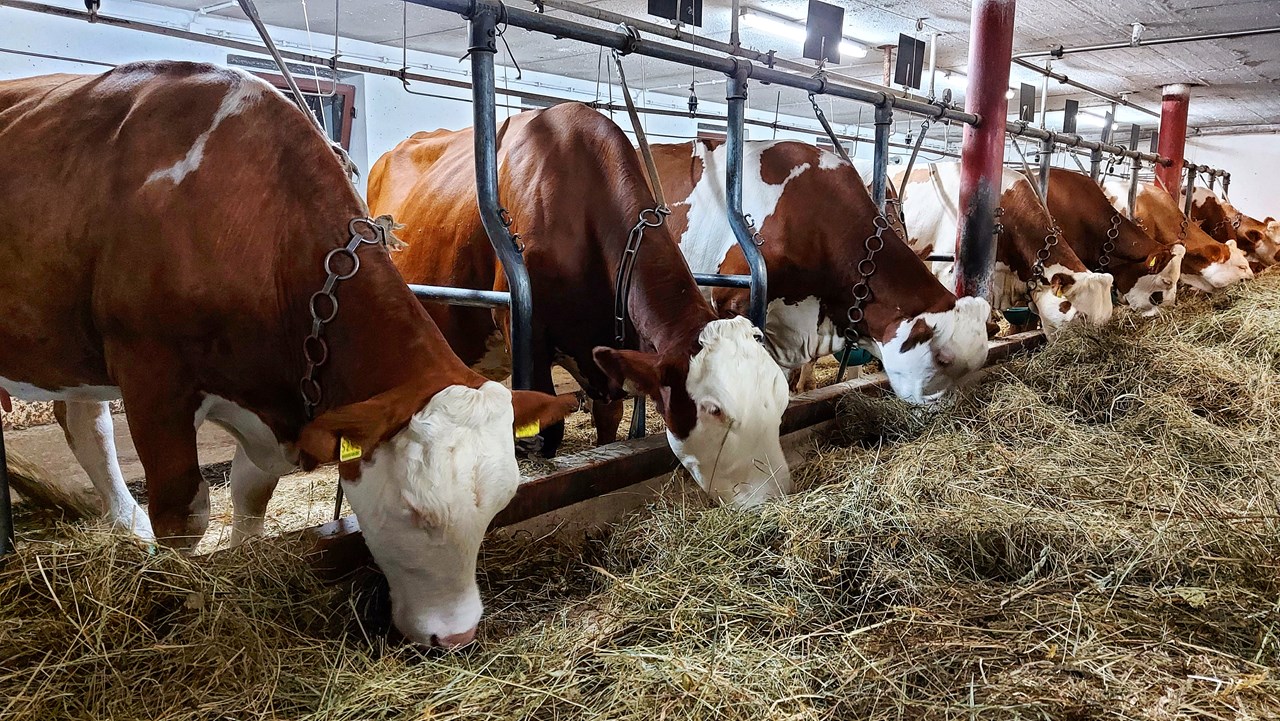 Mooserhof unsere Tiere Kühe der Rasse Simmentaler - Fleckvieh