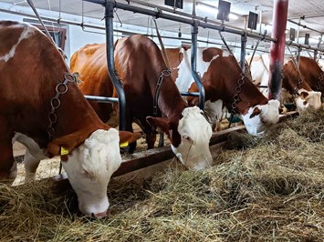 Mooserhof unsere Tiere Kühe der Rasse Simmentaler - Fleckvieh