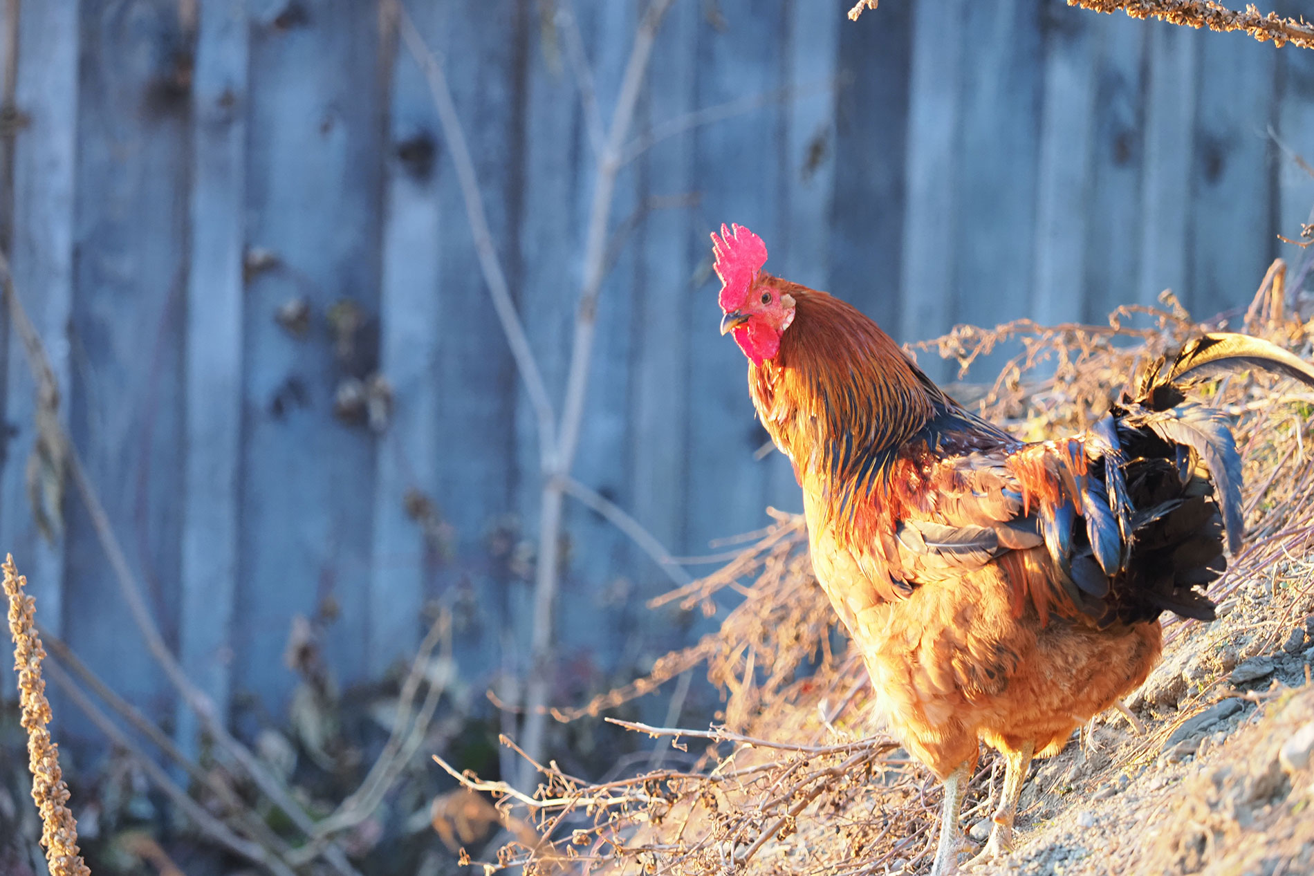 odmor na imanju - Art der Landwirtschaft: Milchbauernhof - Hatzeshof