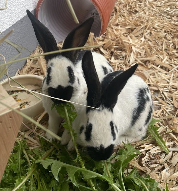 Ferien Bauernhof: Lechnerhof Vals