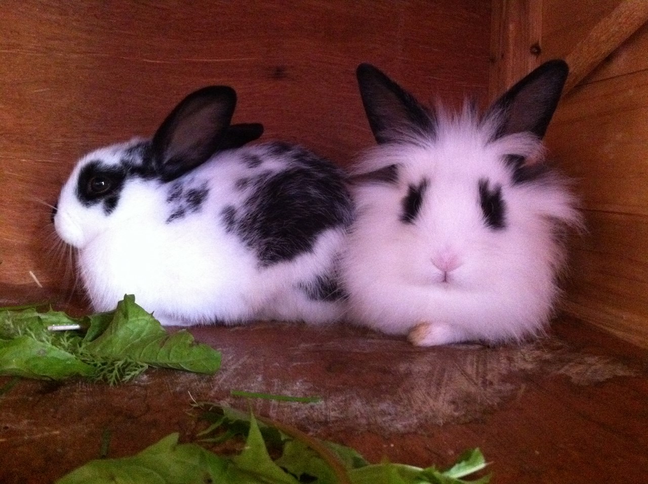 Masitterhof Our animals Farm and alpine happiness