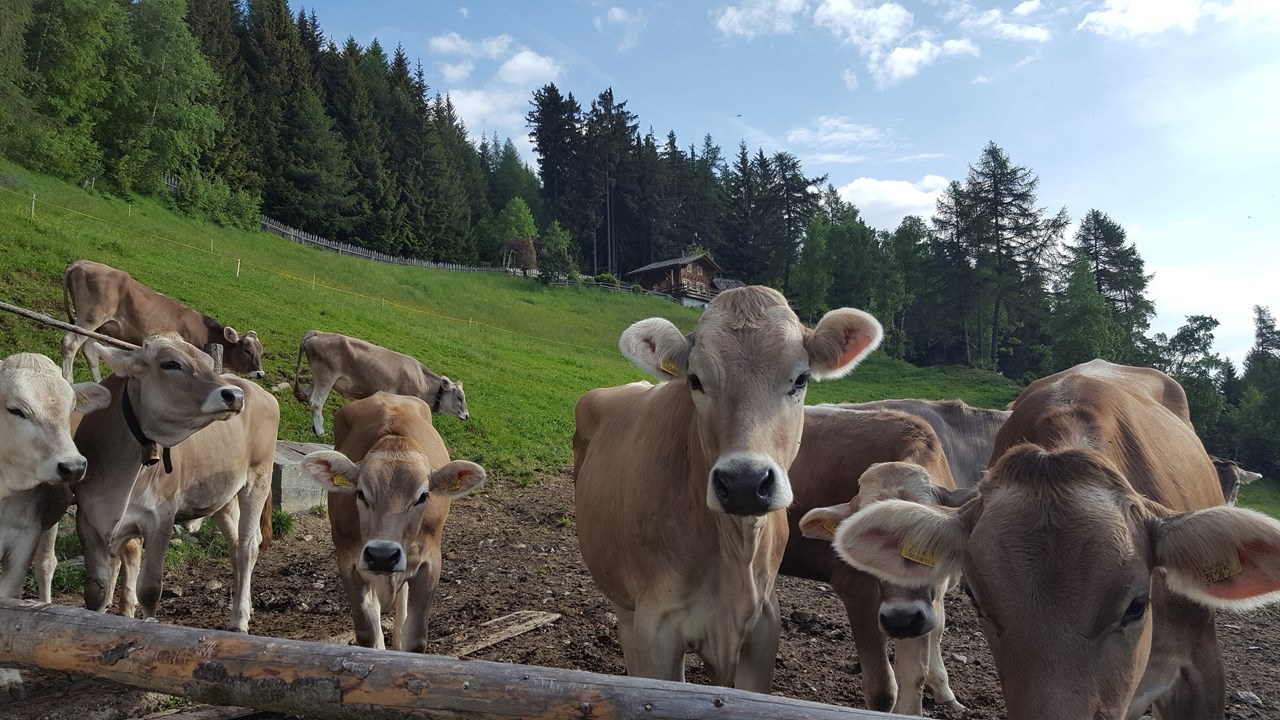 Masitterhof Our animals Holiday on the mountain pasture
