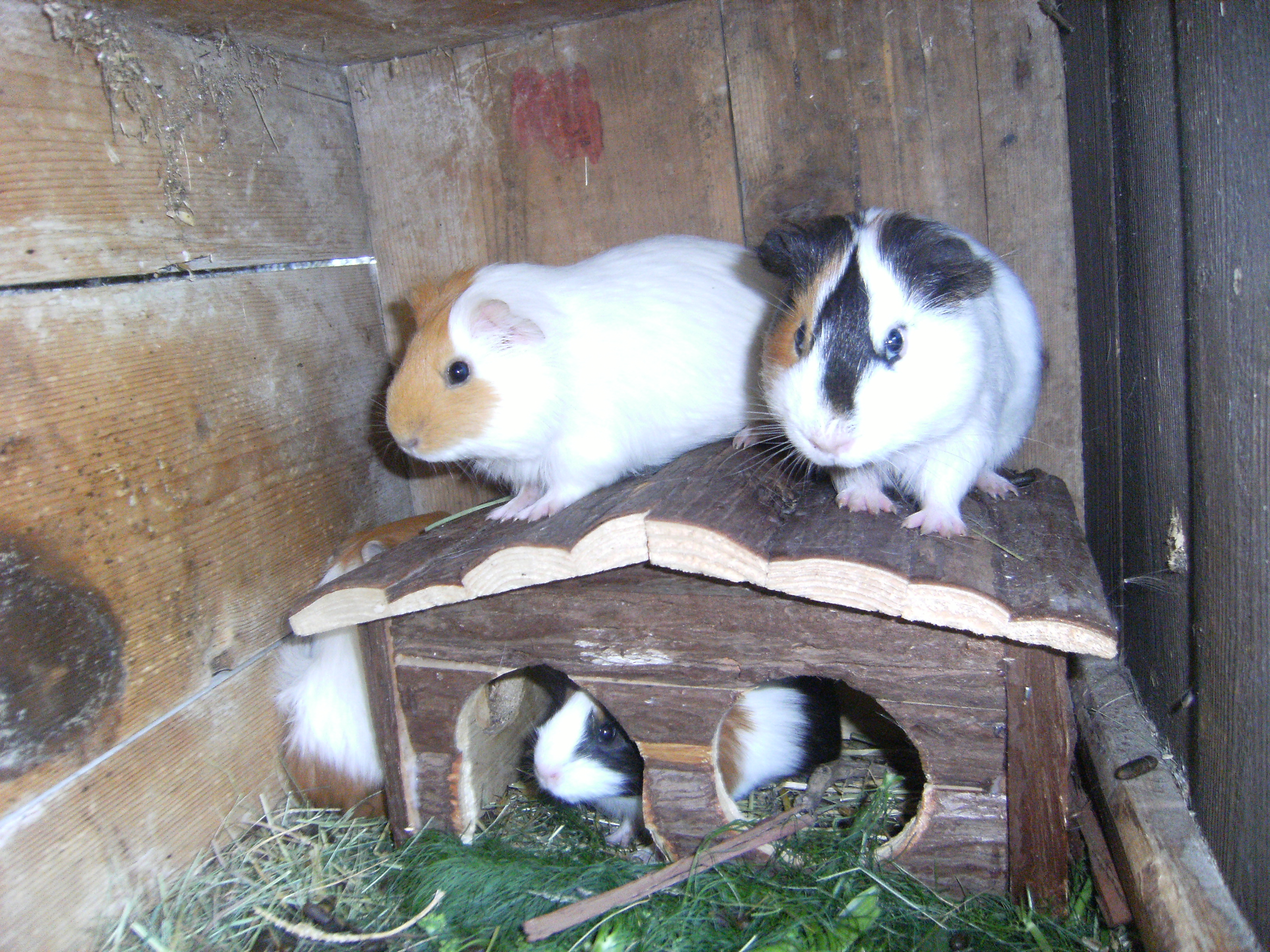 Masitterhof Naše životinje 