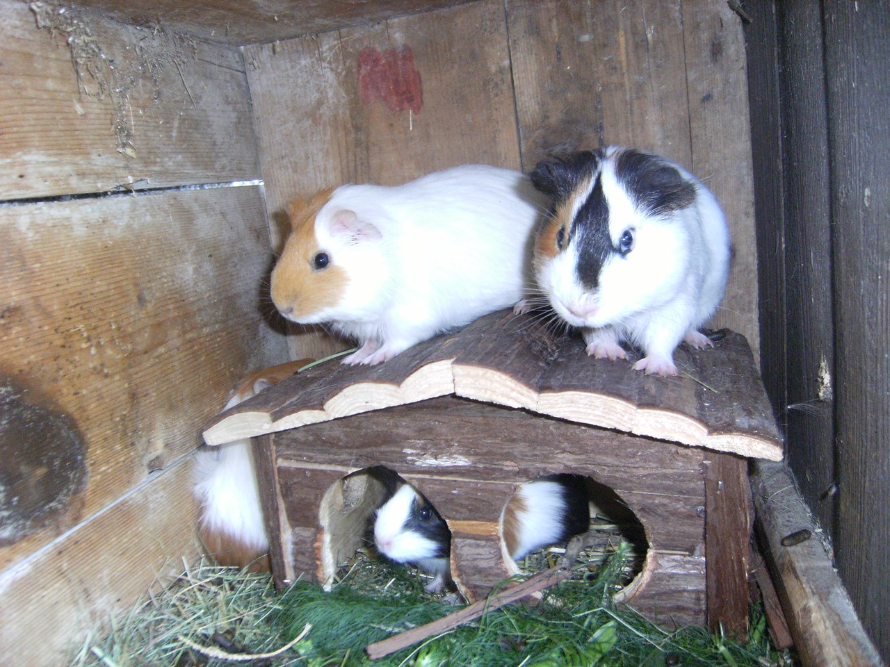 Masitterhof Our animals 