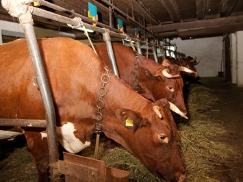 Ansitz Zehentner unsere Tiere Pinzgauer Kühe