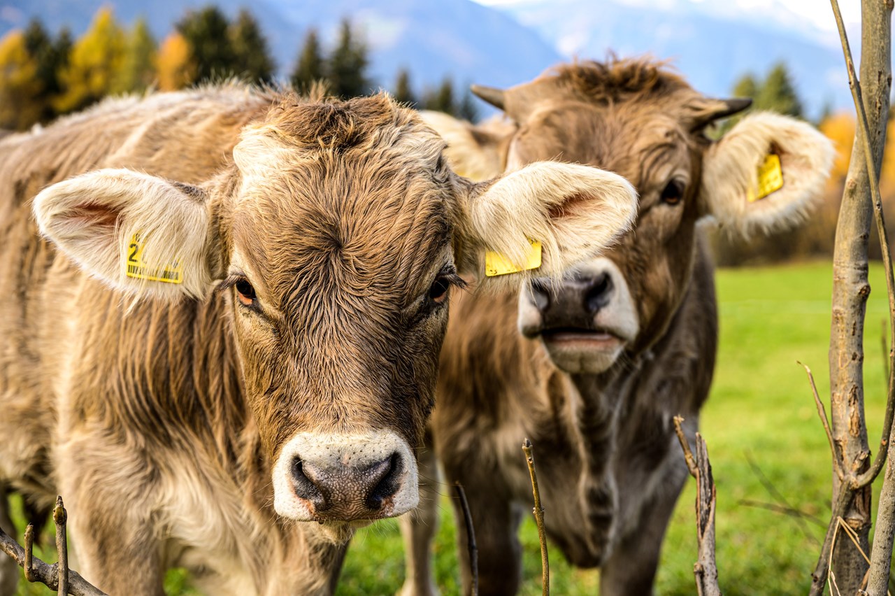 Frötscherhof Nos animaux Vaches, vaches mères