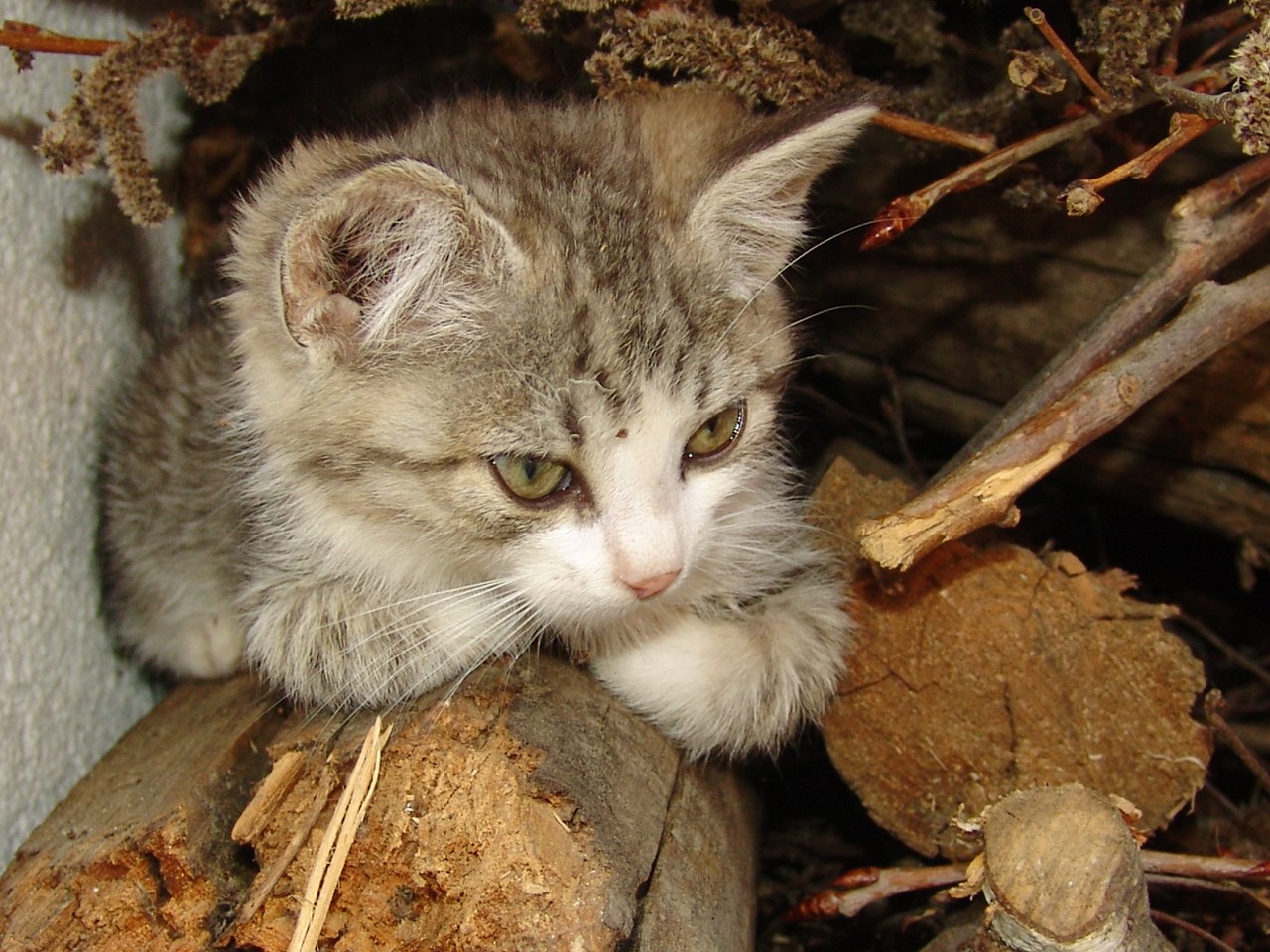 Frötscherhof Nos animaux Chats