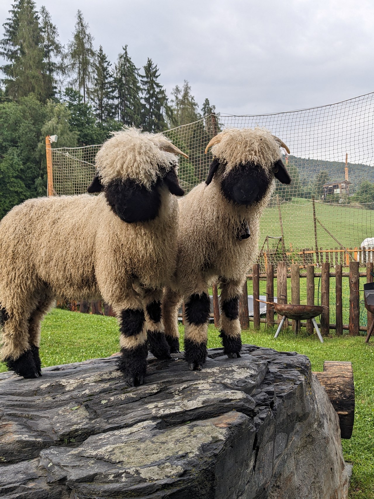 Frötscherhof Nos animaux Mouton à nez noir